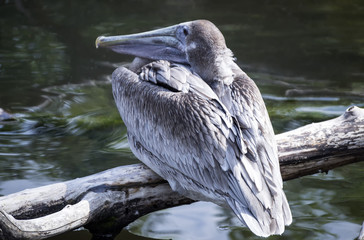 Pelican sitting on a log over the water, with folded wings