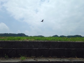 stone steps and flying bird