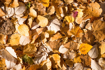 Autumn leaves