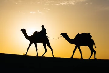 Photo sur Plexiglas Chameau Arrière-plan de voyage Rajasthan - silhouette de chameau dans les dunes du désert de Thar au coucher du soleil. Jaisalmer, Rajasthan, Inde