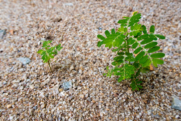 Small weed germinate on sand