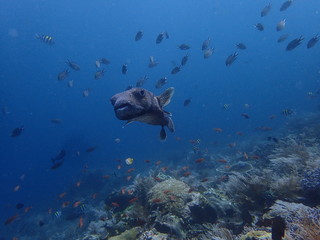 コモド国立公園の泳ぐフグ