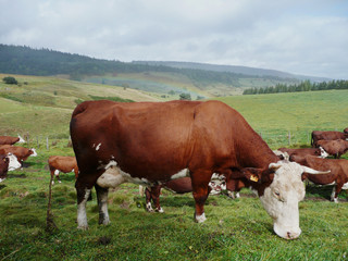 Fototapeta na wymiar Vacas en el campo