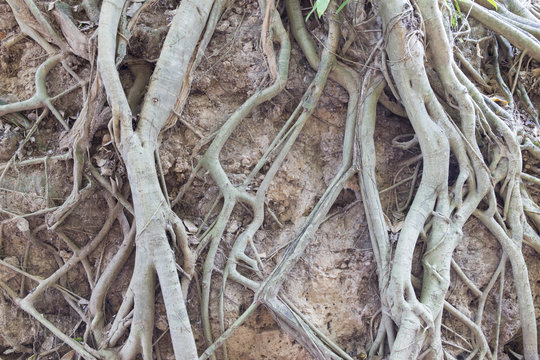 Bare big old roots protecting soil surface from erosion.