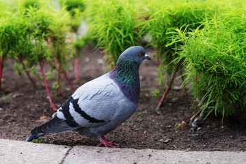 pigeons walk, summer time
