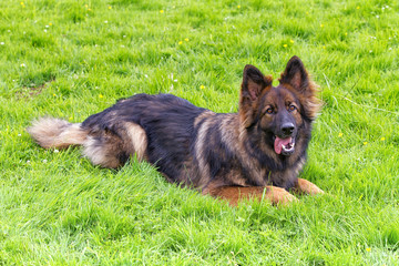 Playful German Shepherd Dog laid on grass