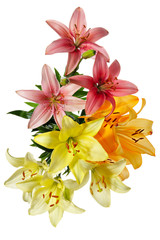 Fototapeta premium Top view of lily flowers