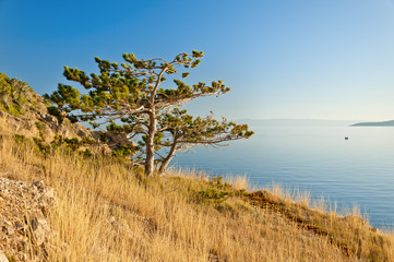 Fototapeta na wymiar pine tree above adriatic sea - 3935