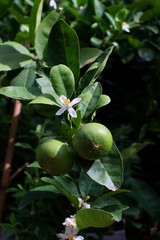 Green lemon and flower hanging on tree