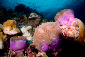 Sea Anemone