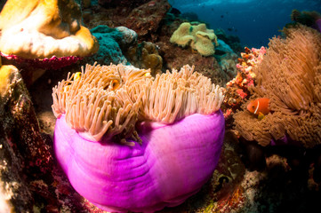 Naklejka na ściany i meble Clownfish and Sea anemone