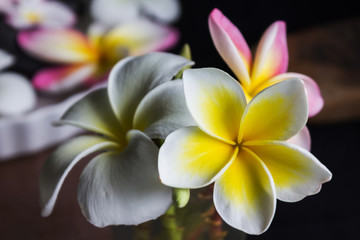 Romantic yellow white and pink frangipani or plumeria flowers