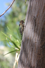 Summer song by a black cicada
