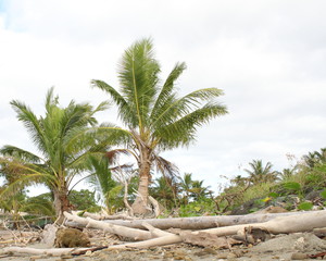 Coconut trees at edge of shore with driftwood
