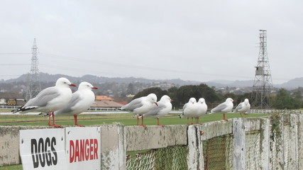 Red-billed gulls on fence of the Avondale Racecourse in Auckland, New Zealand © to2glenn