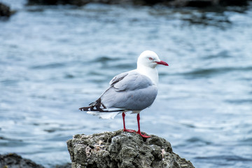Seagull on Stonebeach, New Zealand