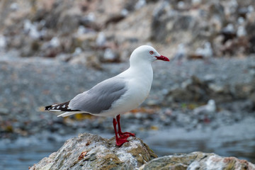 One seagull side view. Seagull on Stone New Zealand