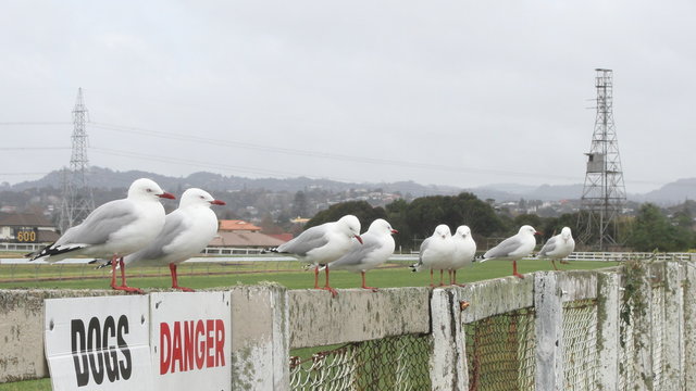 Red-billed gulls on fence of the Avondale Racecourse in Auckland, New Zealand