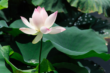 Obraz premium 季節の花-蓮が咲いている様子