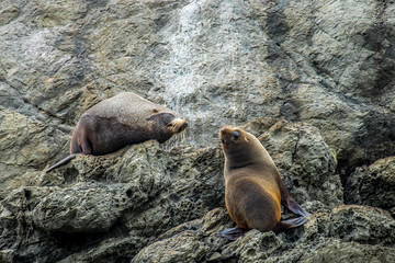 New Zealand Fur seal at Otago Peninsula, Dunedin, South Island, Otago, New Zealand, Pacific
