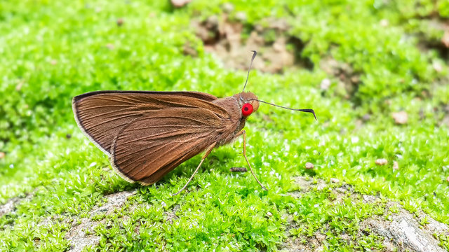 The Common Redeye Matapa aria Moore on green moss