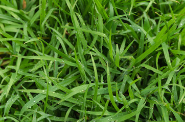 Fototapeta na wymiar green grass after the rain