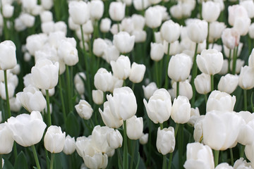 Beautiful white tulips flowerbed closeup. Flower background