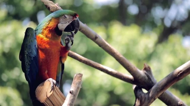 Blue and orange macaw sitting on a perch and cleaning its talons