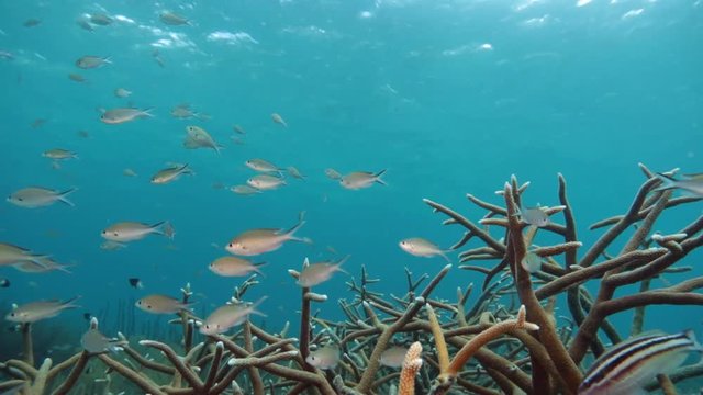 Unterwasser - Riff - Koralle - Hirschgeweihkoralle - Tauchen - Curacao - Karibik