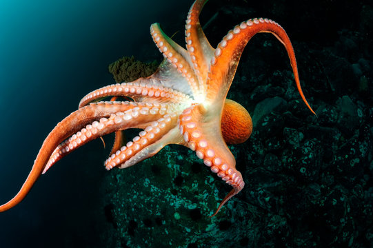 Flight of  giant octopus in the deep. Japan (East) sea