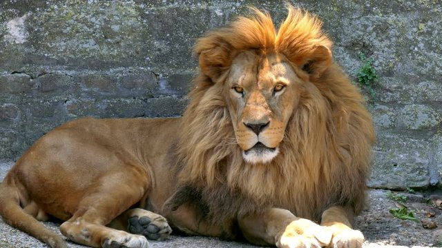 Beautiful lion with a big beautiful mane lies quietly, 4 K Video Clip