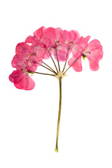 Pressed and dried bush with delicate pink  flowers geranium