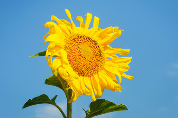 Obraz premium Beautiful sunflower against blue sky