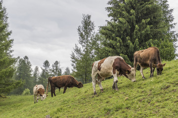 Naklejka na ściany i meble grazing cows on the mountain