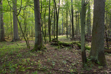 Narrow path crossing mixed stand
