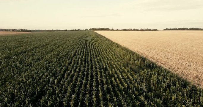 flight over a field of corn