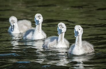 Mute swans
