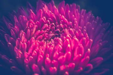 Aster Flower Macro Filtered