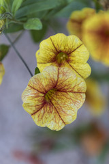 petunia in the garden