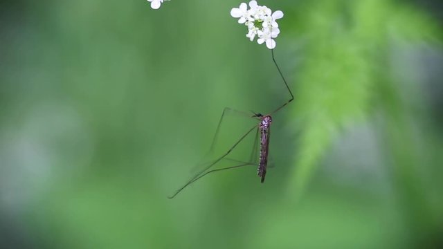 Eine Schnake h&auml;ngt an einer Blume und putzt sich
