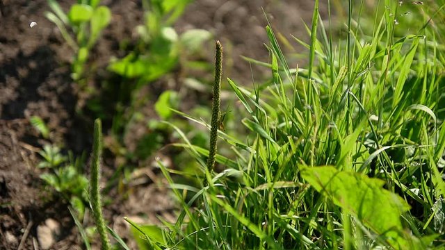 Зеленый кузнечик на подорожнике