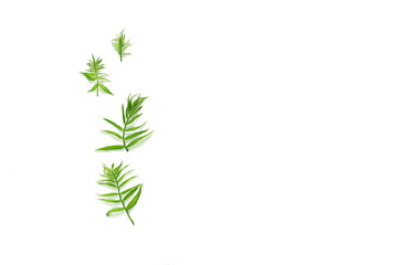 pattern of leaves. flat lay. the left side of the frame