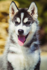 Portrait of a Siberian Husky puppy walking in the yard. One Little cute puppy of Siberian husky dog outdoors