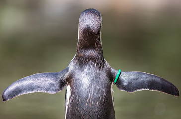 Humboldt Penguin, pretending to fly, selective focus