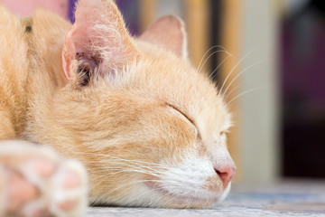 Ginger cat sleeping 
