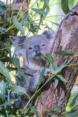 Koala eating leafs on the tree