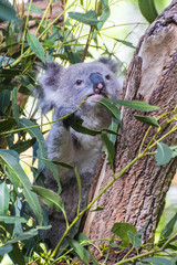 Koala eating leafs on the tree