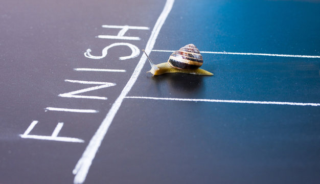 Snail run near the Finish line
