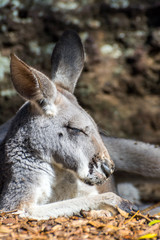 Kangaroo sleeping