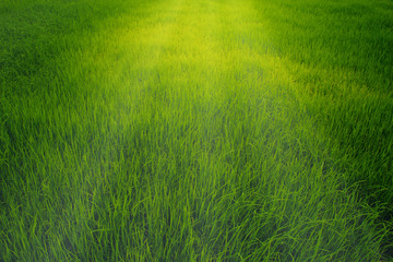 Fototapeta na wymiar Green field